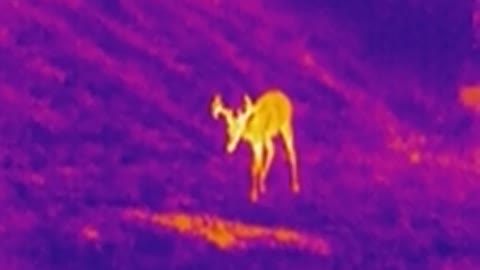 ATN Thermal monocular 2x8 40 yards