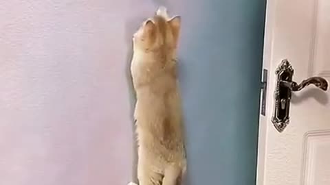 Lovely Cat, black cat, cats, funny cats, funny cat videos 1644