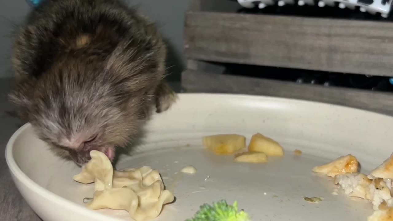 Baby Marmoset Eating From His Own Plate