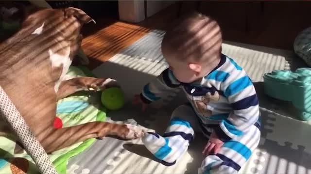 Babies and dogs make the cutest duo, really funny and cute