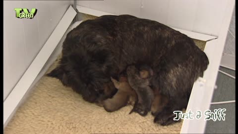 Cairn Terrier & pups