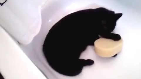 Cat and sponge
