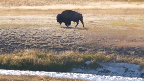 a wild bison roams by geyers at sunset in yellowstone at old faithful