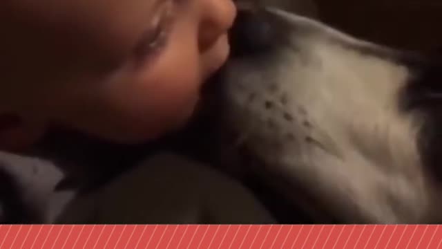 🐶 Licks Baby & Kisses In The Mouth