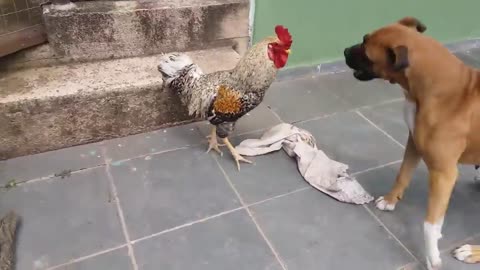 smart dog 🐩 angry chicken 🐓