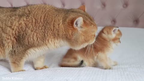 William the cat meets his son Ronaldo