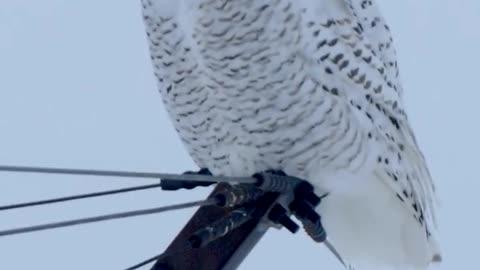 SnowyOwls #BBCNature #BirdsOfPrey #WildlifePhotography #ArcticWildlife #OwlWatching #BBCWildlife