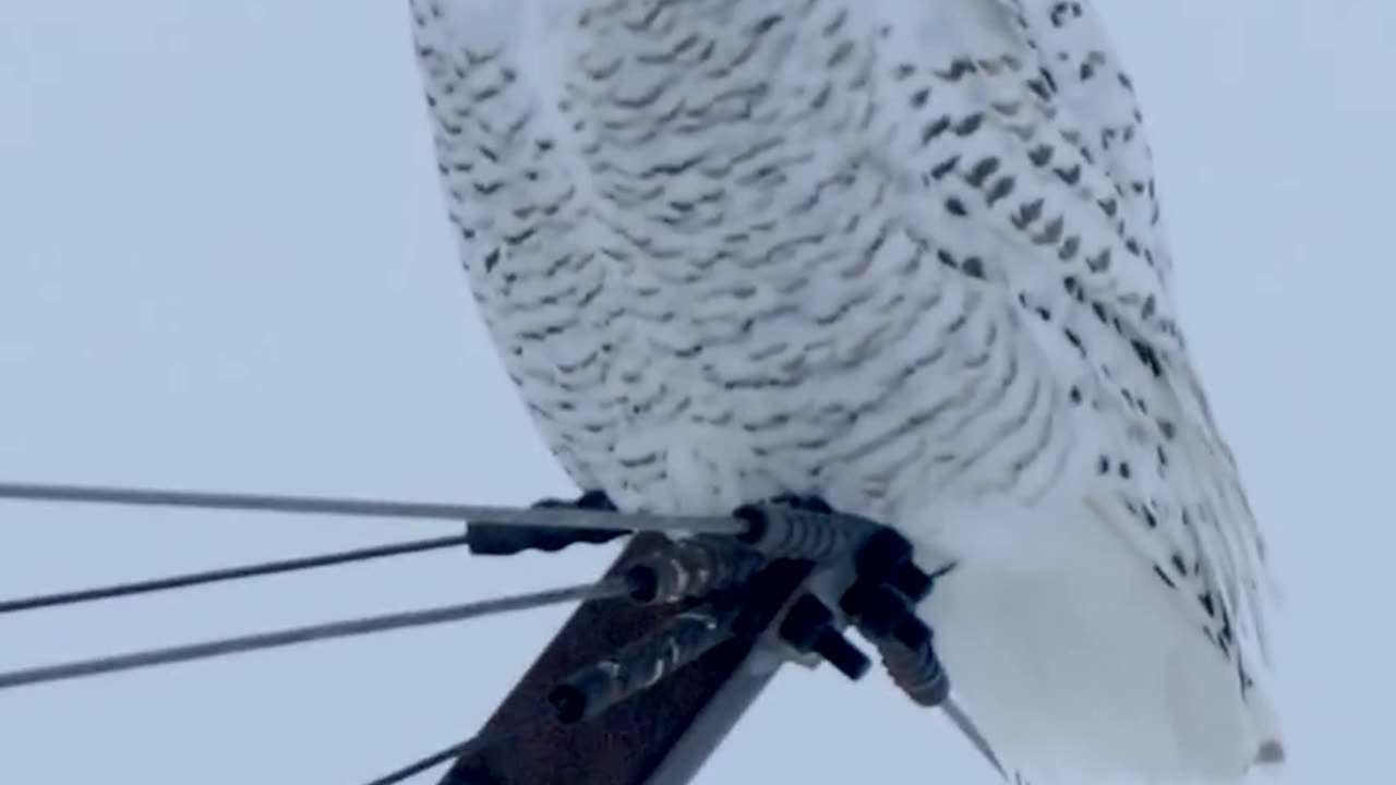SnowyOwls #BBCNature #BirdsOfPrey #WildlifePhotography #ArcticWildlife #OwlWatching #BBCWildlife