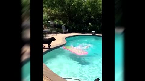 Funny video about animals and people.