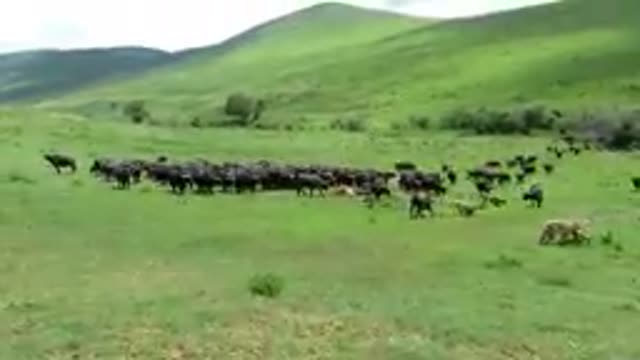 Lion vs Buffalos Fight 😡😈👹