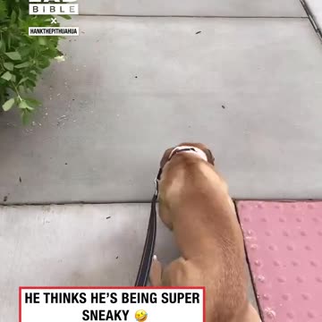 Dog Crawls Every Time He Sees His Best Friend ❤️