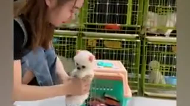 Cute pets sweetest video