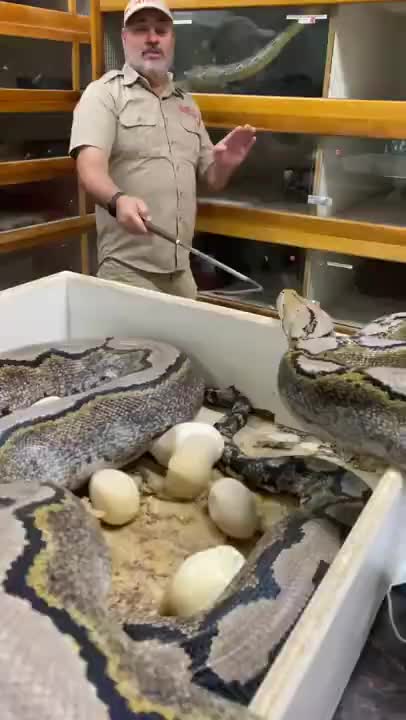 FUNNY AND CUTE ANIMALS 🐍⚕️🐍