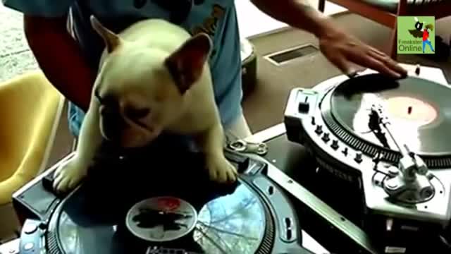 This puppy can be a good DJ