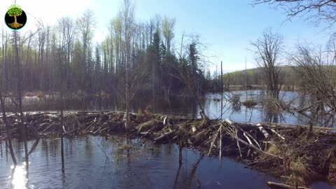 How Beavers Engineer The Land | George Monbiot