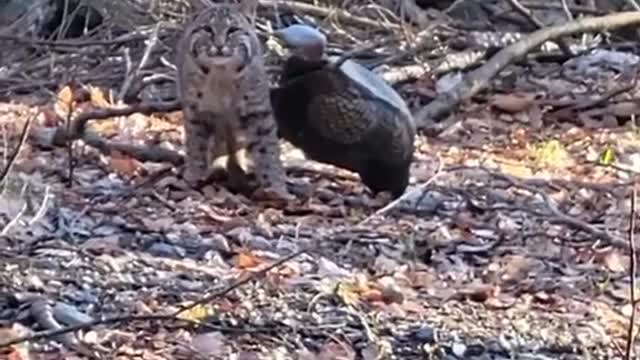 This cat looks as fierce as a cheetah