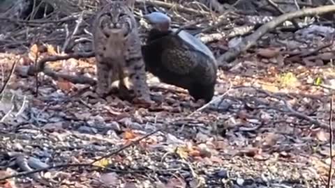 This cat looks as fierce as a cheetah