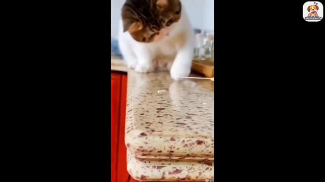 funny animal videos 2022 😂 - best dogs and cats videos 😺😍 #3 - animal network animal network