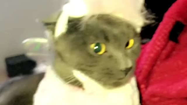 Funny kitten wearing costume