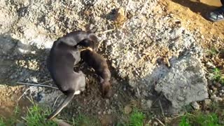 Puppy Rescued While Mother Watches Anxiously