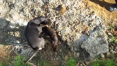 Puppy Rescued While Mother Watches Anxiously