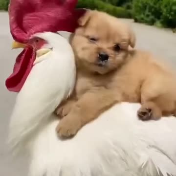 Cock carries little cute puppy