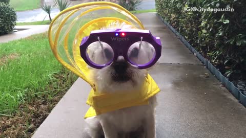 White dog sidewalk windshield wiper glasses
