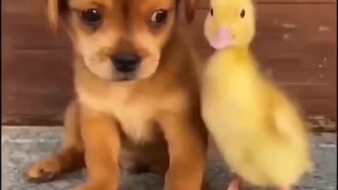 This Friendship Between Dog And Duck