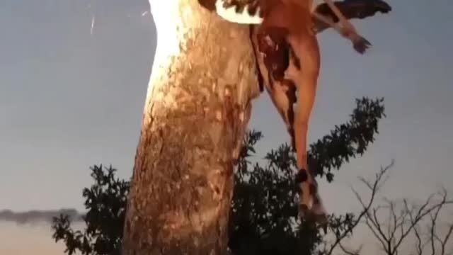 the strength of an ounce is incredible