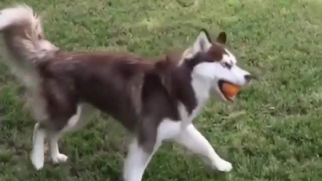 Why is the difference between dogs so big?