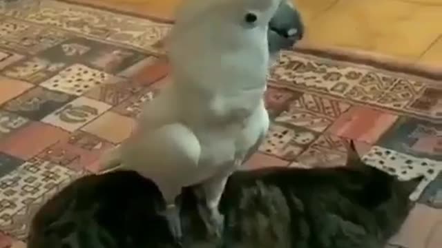 When the cockatoo parrot awakens the cat by imitating the dog