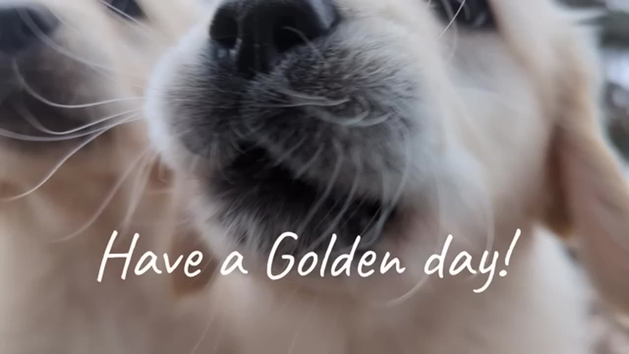 8 Golden retriever puppies (The Sweets Litter)