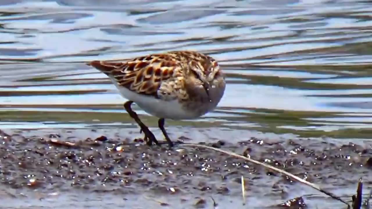 Sandpipers