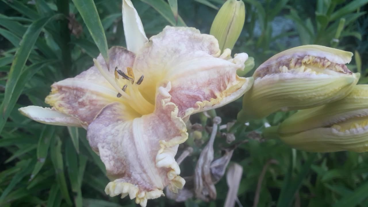 Giant daylily close up