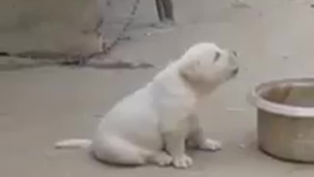 ♥Cute Puppies Doing Funny Things 2021♥ Cutest Dogs