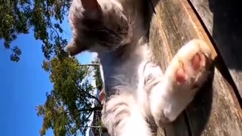 Lovely cat,cat funny cat videos 567890