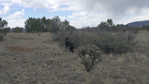 A walk with Bowie