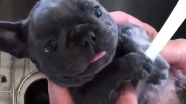 Cute Puppy Having a Bath