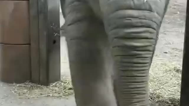 Baby cute elephant