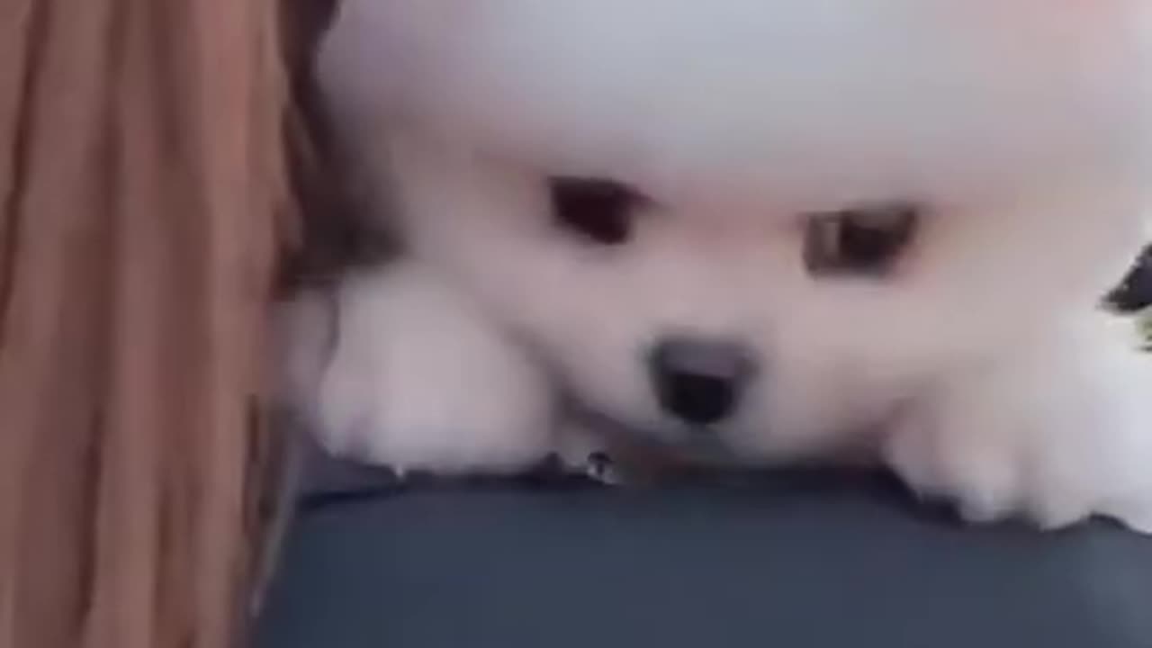 Puppies video