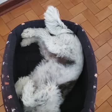 CRAZY way my dog is trying to get my attention!