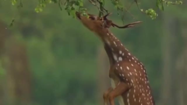 You can see that this fawn has broken through and can eat leaves standing up