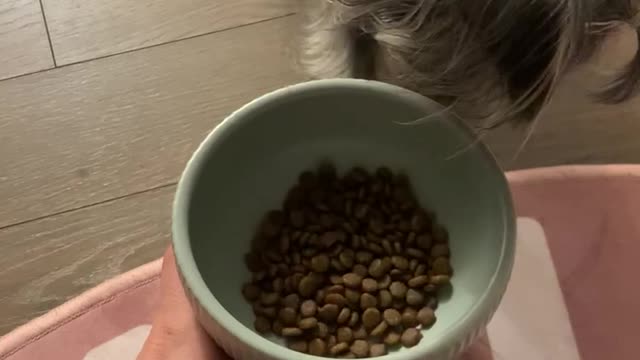 My pet eats rice like this.