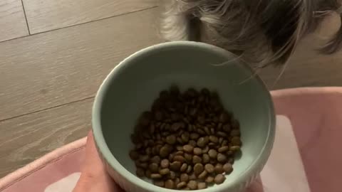 My pet eats rice like this.