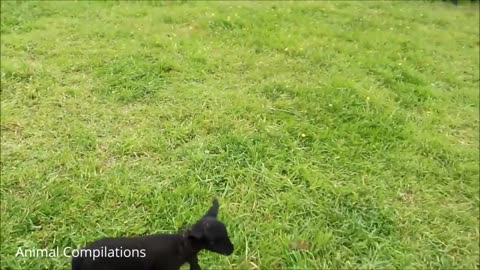 Baby Lamb (Sheep) Goes Baa