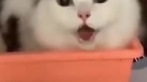 Funny Cat Meow-ing