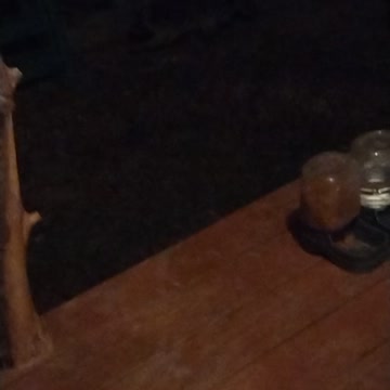 Curious raccoon stands up