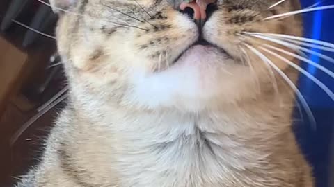 Cat Can't Catch Fly Stuck On Nose