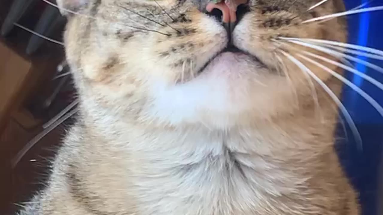 Cat Can't Catch Fly Stuck On Nose