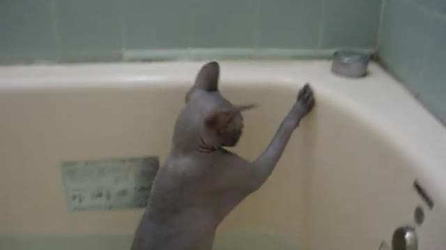 Does the cat like a bath???